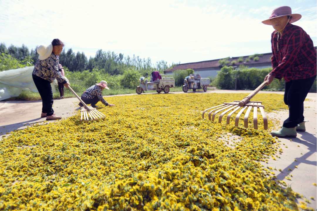 河北省香河县渠口镇旋覆花种植基地的晾晒场，种植户在翻动晾晒旋覆花。陈宏儒摄