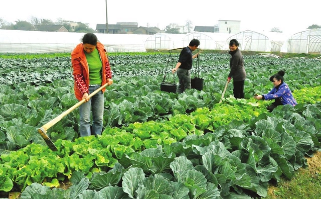 农村致富菜种植_致富种植菜农村图片大全_农村种植蔬菜致富方案