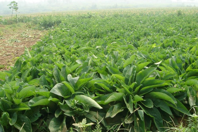 农村种植蔬菜致富方案_农村致富菜种植_致富种植菜农村图片大全