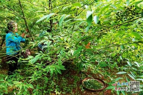 致富种植山苍子视频_种植山苍子致富_种植山苍子的前景