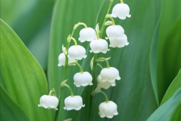 兰花几月栽_兰花几月份种植技术_兰花种植最佳季节