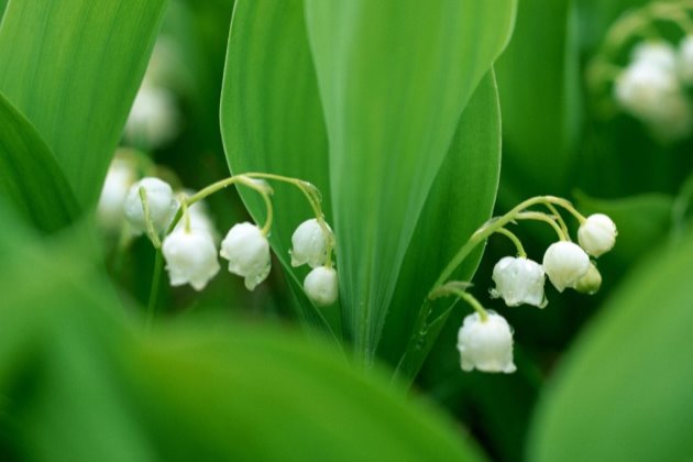 兰花几月份种植技术_兰花种植最佳季节_兰花几月栽