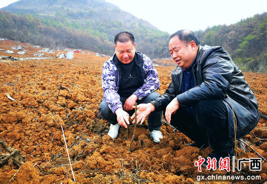 种植山苍子致富_致富种植山苍子视频_种植山苍子挣钱吗