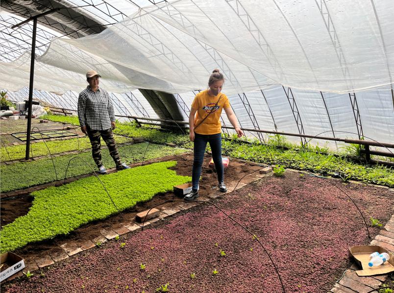 致富种植菜农村图片大全_农村致富菜种植_农民致富种植项目