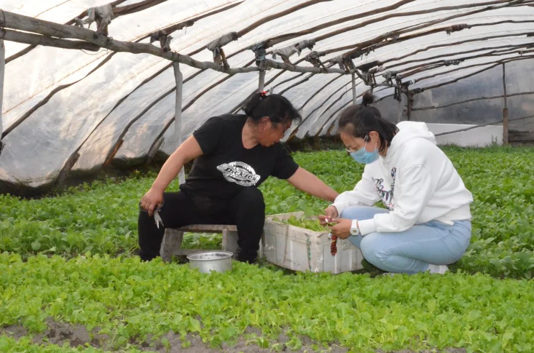 农民致富种植项目_致富种植菜农村图片大全_农村致富菜种植