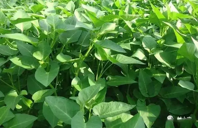 种植空心菜的效益如何_空心菜种植致富经_致富种植空心菜视频