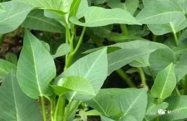 空心菜种植致富经_种植空心菜的效益如何_致富种植空心菜视频