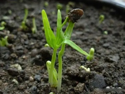 空心菜种植致富经_种植空心菜的效益如何_致富种植空心菜视频