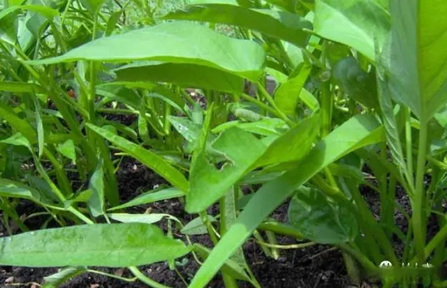 种植空心菜的效益如何_空心菜种植致富经_致富种植空心菜视频