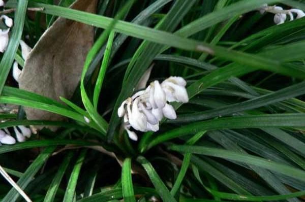 种植致富农村项目名称大全_农村种植致富项目种植_种植致富农村项目名称