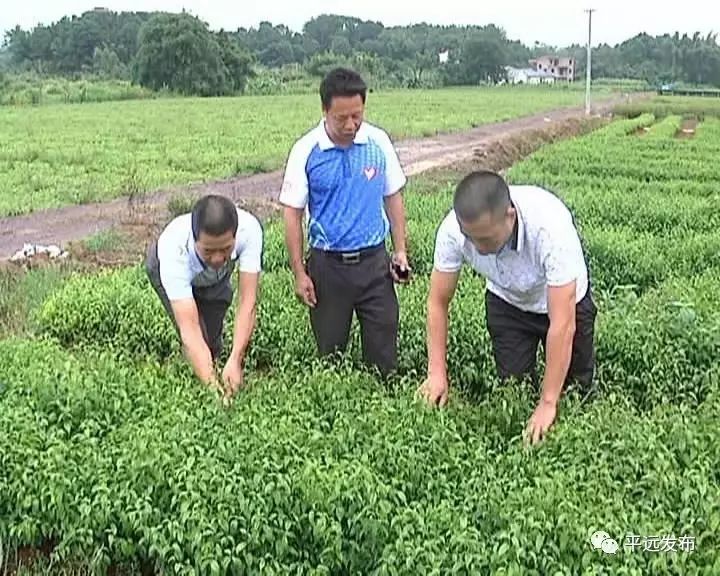 农村致富项目种植业_农村种植致富项目种植_种植致富农村项目有哪些