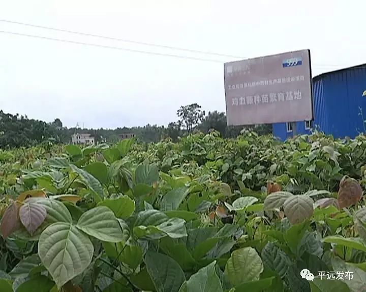 农村种植致富项目种植_种植致富农村项目有哪些_农村致富项目种植业