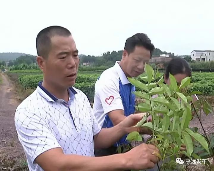 农村致富项目种植业_种植致富农村项目有哪些_农村种植致富项目种植