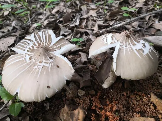 如何进行鸡枞菌栽培，有哪些关键栽培技术，种植前景如何？