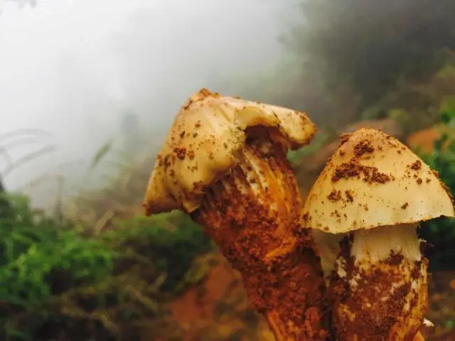 菌种怎么种植视频播放_菌类种植视频_鸡菌的种植技术视频