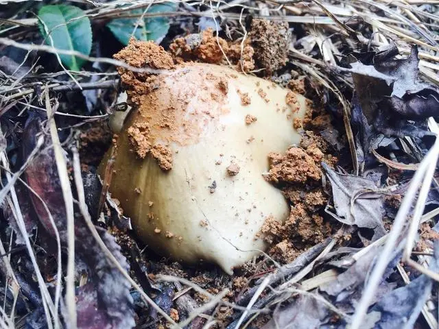 鸡菌的种植技术视频_菌种怎么种植视频播放_菌类种植视频