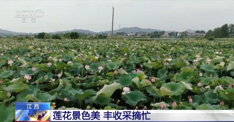 泰和种植致富故事_泰和种植致富故事_泰和种植致富故事