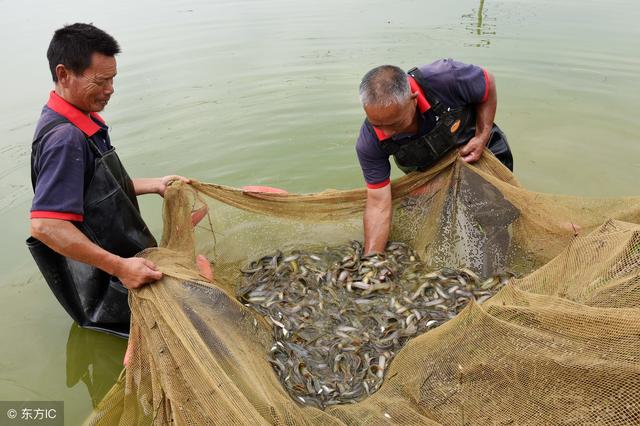 台湾泥鳅养殖视频播放_养殖台湾泥鳅不愁销路_台湾大泥鳅养殖致富经