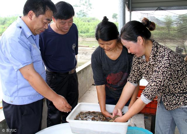 台湾大泥鳅养殖致富经_养殖台湾泥鳅不愁销路_台湾泥鳅养殖视频播放