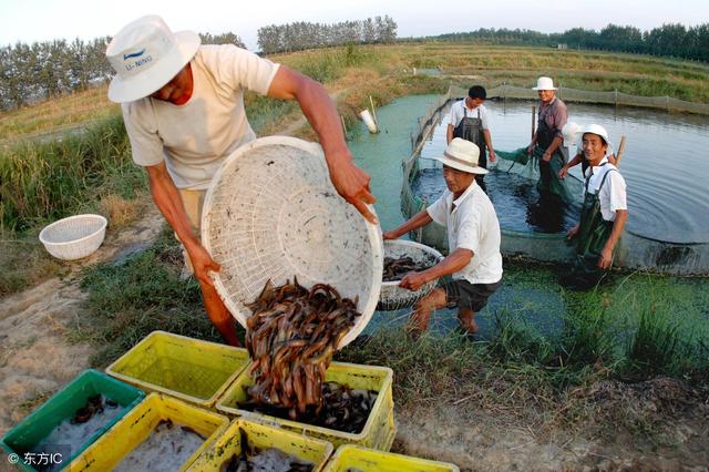 养殖台湾泥鳅不愁销路_台湾泥鳅养殖视频播放_台湾大泥鳅养殖致富经