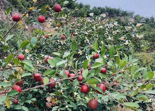 致富茶树种植条件_致富茶树种植方法_种植什么茶树致富