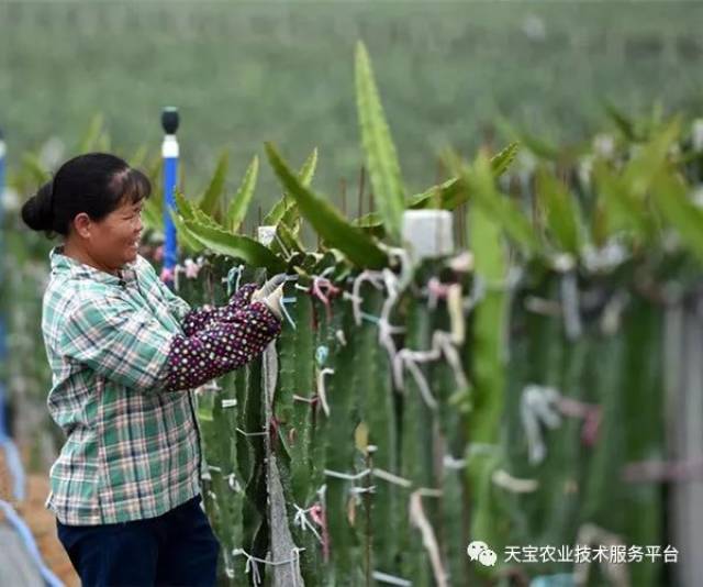 水果树的修剪_修剪定型水果种植技术要点_水果种植技术修剪与定型