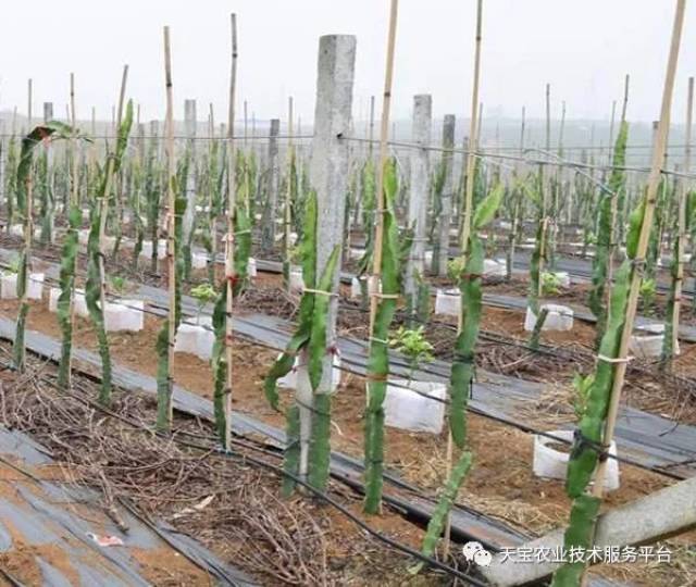 水果树的修剪_水果种植技术修剪与定型_修剪定型水果种植技术要点