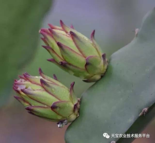 修剪定型水果种植技术要点_水果树的修剪_水果种植技术修剪与定型