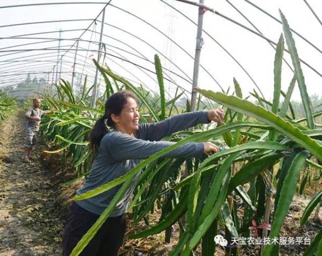 水果种植技术修剪与定型_修剪定型水果种植技术要点_水果树的修剪