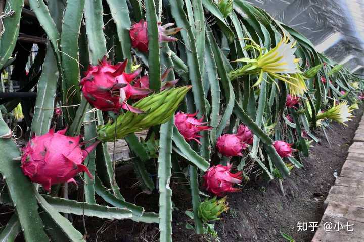 种植芋头方法_种植芋头视频播放_水芋头种植技术视频