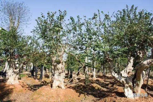 修剪定型水果种植技术视频_水果修枝_水果种植技术修剪与定型