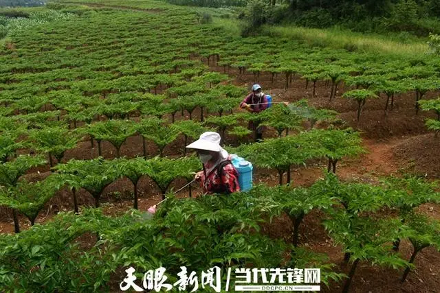 小魔芋种植致富_致富经魔芋种植技术视频_种植魔芋挣钱吗