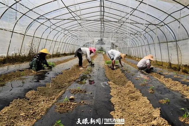 种植魔芋挣钱吗_小魔芋种植致富_致富经魔芋种植技术视频