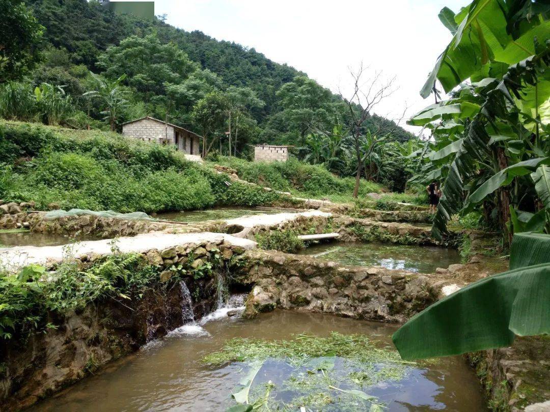 博白养羊基地_广西博白养猪_博白养殖致富