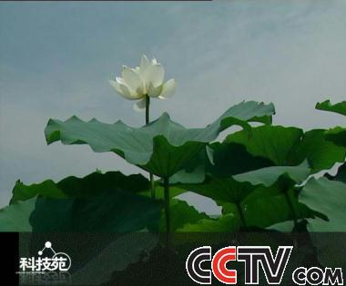 cctv7致富经节目表_cctv7致富致富经频道_cctv17节目表致富经