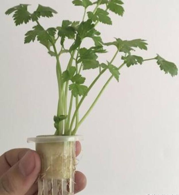 白芹菜的种植技术_芹菜种植最简单方法_种白芹菜视频