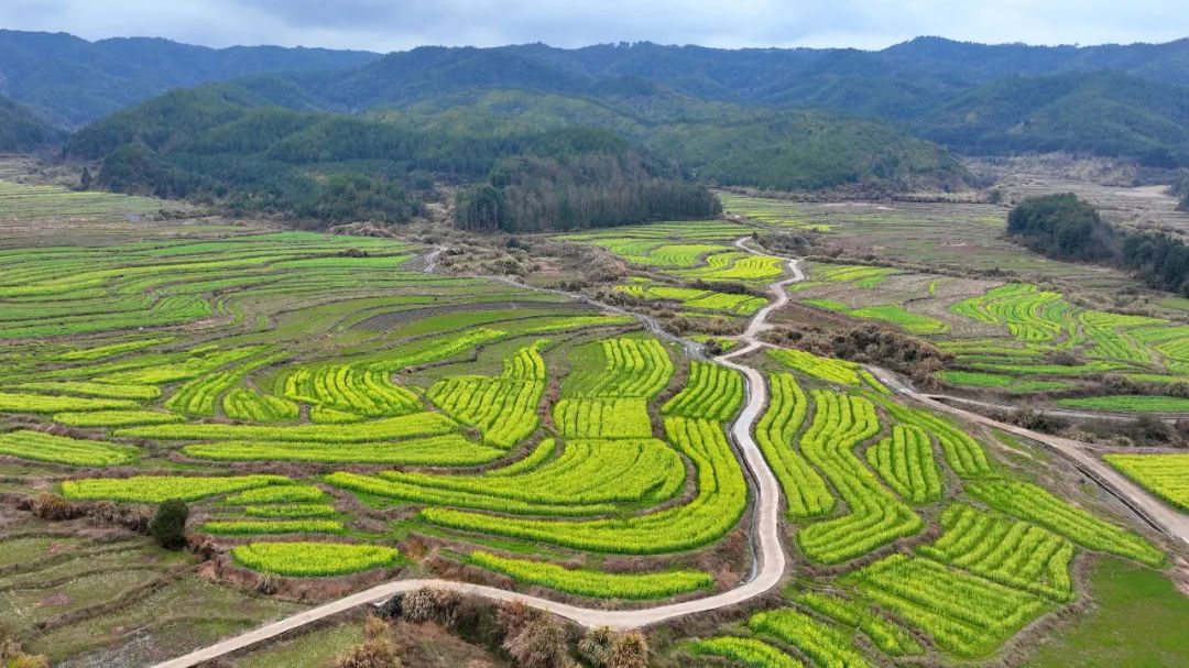 致富种植莲蓬项目介绍_种莲蓬赚钱吗_莲蓬种植致富项目