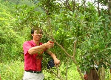 【种植技术】杨梅树修剪技巧，什么时候修剪最合适