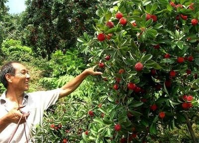 种植杨梅技术_种植杨梅致富方法_致富种植杨梅方法有哪些