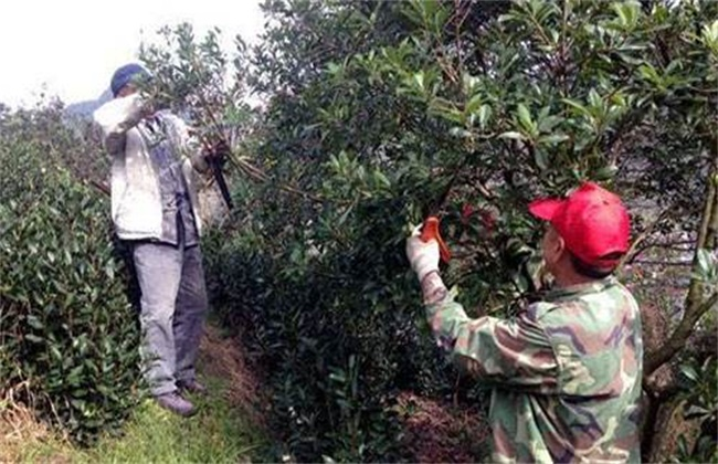 种植杨梅致富方法_种植杨梅技术_致富种植杨梅方法有哪些