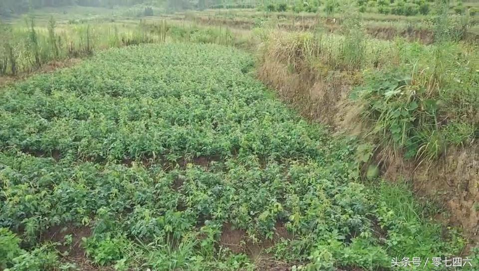 永州亿和邓氏好兄弟从种植到泥鳅青蛙养殖育苗