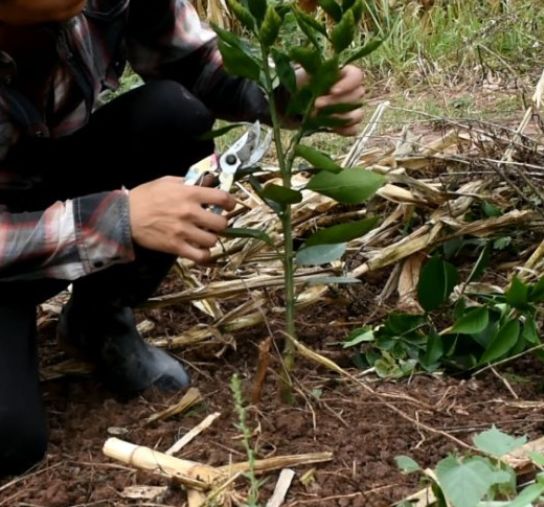 金秋沙糖柑橘种植技术_柑橘种植技术和方法_柑橘种植 技术