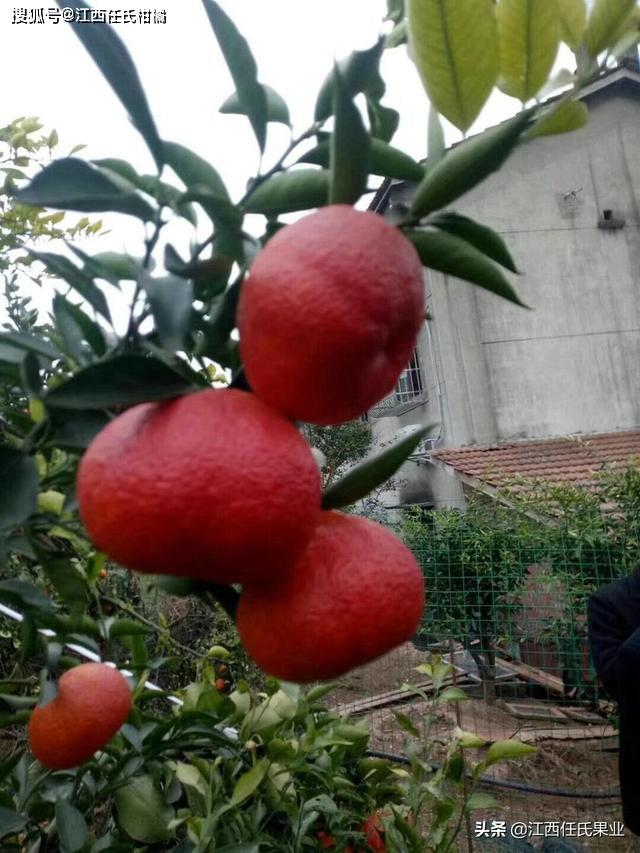 柑橘种植技术和方法_柑橘种植 技术_金秋沙糖柑橘种植技术