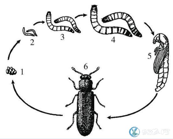 黄粉虫成虫