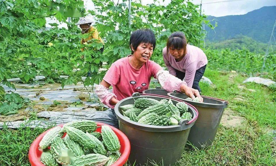 一亩地收入10万！茂名有人靠种这个发财了……