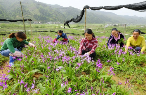 致富湖北种植白芨视频_湖北白芨种植基地_湖北种植白芨致富