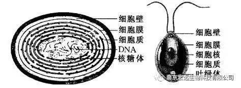 水产养殖中各种藻类危害你知道吗？