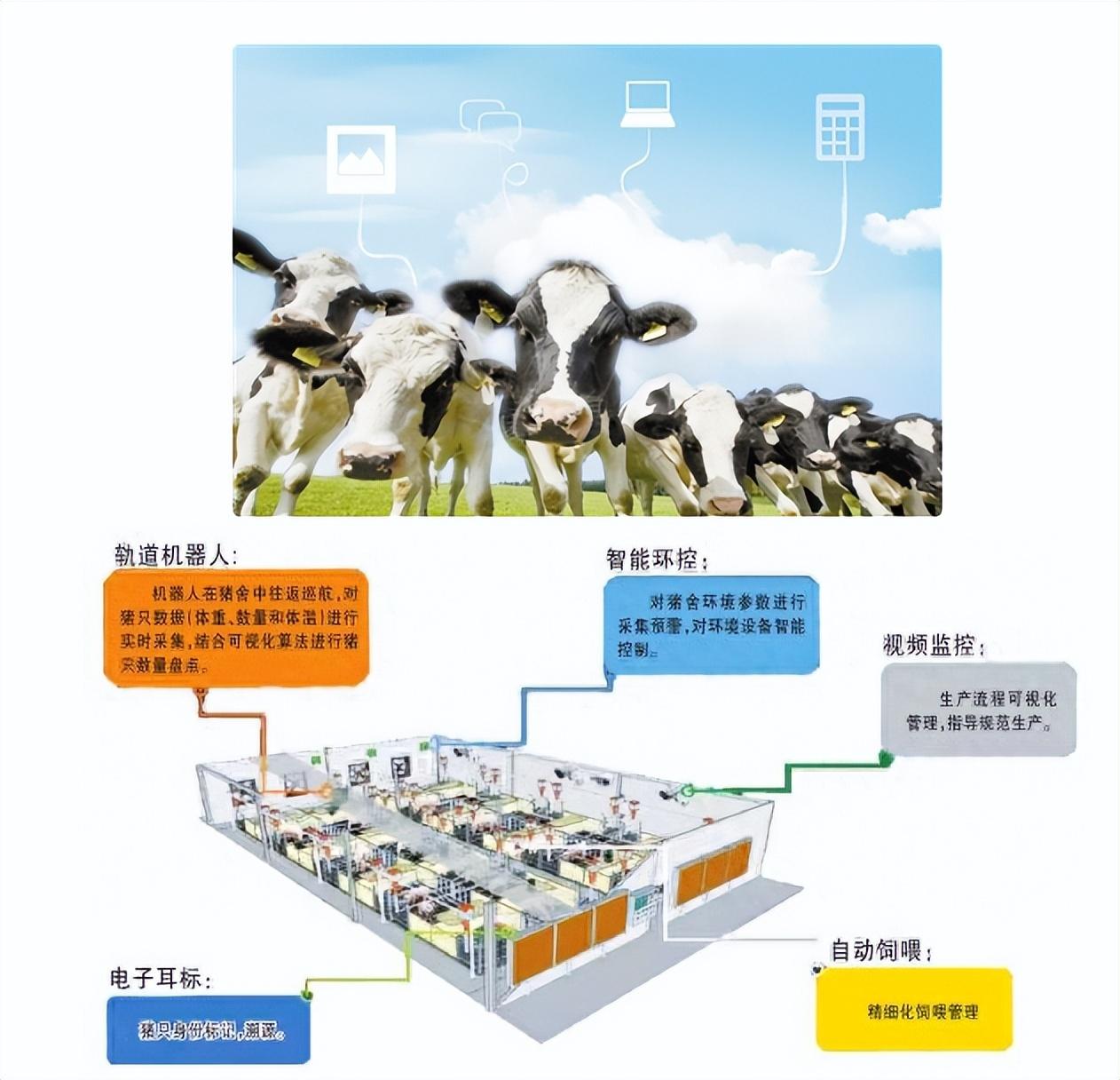 AI技术让养殖业变得更智能 更高效 更环保