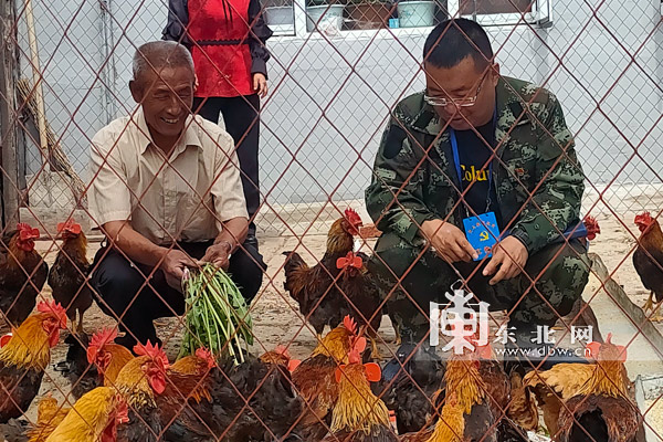 养殖大公鸡利润多少_公鸡养殖致富热_公鸡养殖市场前景如何