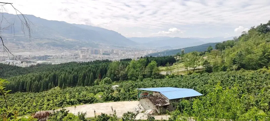 农民种苹果_农村种植苹果致富_农村种苹果树赚钱吗